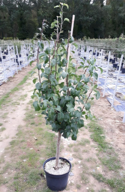 POIRIER En pot de 10-12 litres gobelet 2-3 ans d'âge