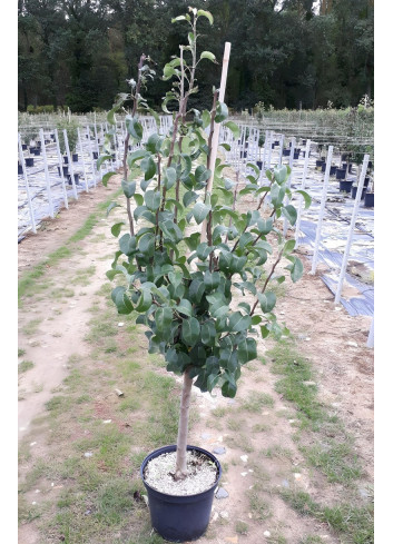 POIRIER En pot de 10-12 litres gobelet 2-3 ans d'âge