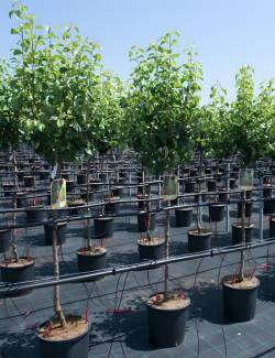 POIRIER En pot de 15-20 litres tige hauteur du tronc 110-130 cm