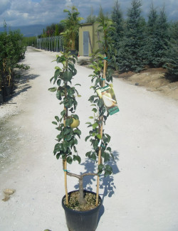 POIRIER En pot de 15-20 litres forme palmette simple U