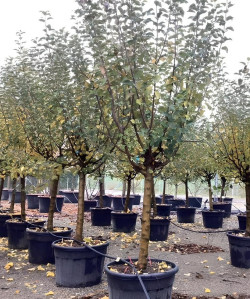 POMMIER En pot de 110-130 litres tige hauteur du tronc 090-110 cm circonférence du tronc 20-25 cm