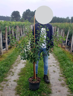 PRUNIER En pot de 10-12 litres gobelet 2-3 ans d'âge