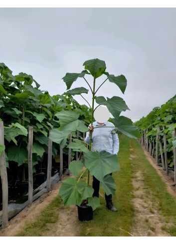 PAULOWNIA tomentosa En pot de 15-20 litres baliveau hauteur 150-200 cm
