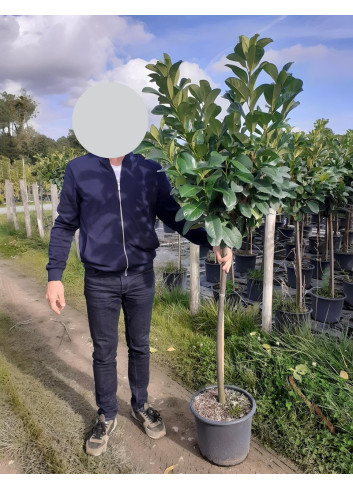 PRUNUS laurocerasus ETNA En pot de 15-20 litres tige hauteur du tronc 110-130 cm