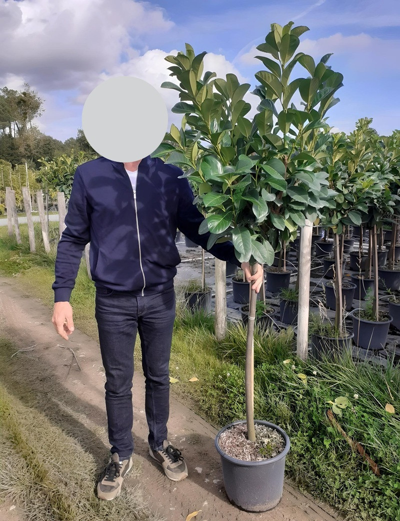 PRUNUS laurocerasus ETNA En pot de 15-20 litres tige hauteur du tronc 110-130 cm PRUNUS laurocerasus ETNA En pot de 15-20 litres tige hauteur du tronc 110-130 cm