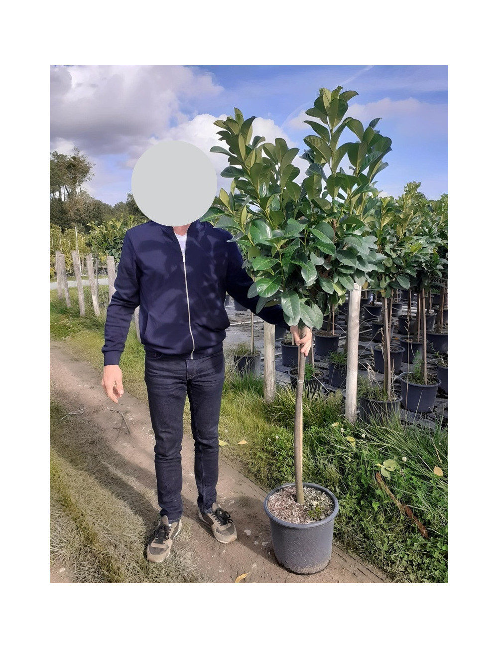 PRUNUS laurocerasus ETNA En pot de 15-20 litres tige hauteur du tronc 110-130 cm