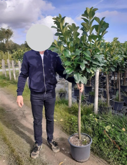 PRUNUS laurocerasus ETNA En pot de 15-20 litres tige hauteur du tronc 110-130 cm