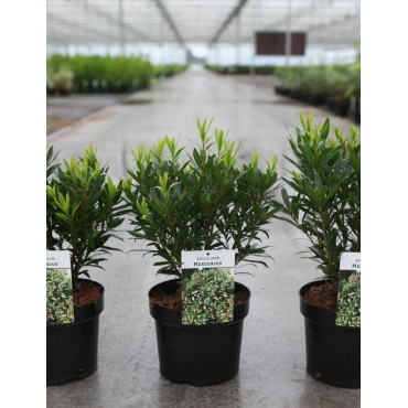 ARBUTUS unedo MERCURIUS En pot de 4-5 litres buisson hauteur 030-040 cm