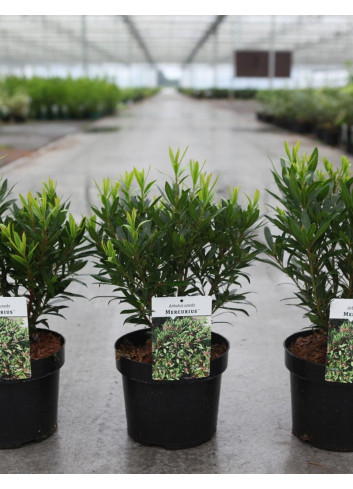 ARBUTUS unedo MERCURIUS En pot de 4-5 litres buisson hauteur 030-040 cm
