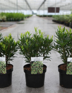 ARBUTUS unedo MERCURIUS En pot de 4-5 litres buisson hauteur 030-040 cm