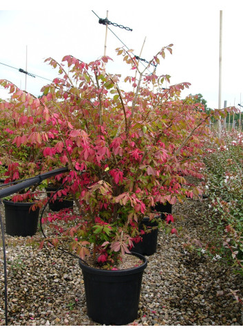 EUONYMUS alatus En pot de 15-20 litres buisson hauteur 080-100 cm