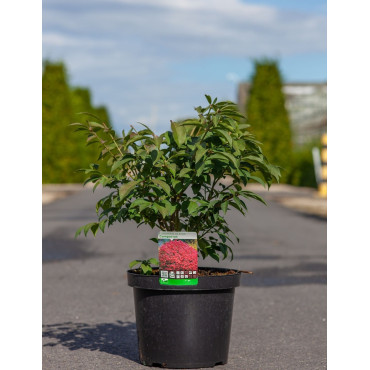 EUONYMUS alatus COMPACTUS En pot de 5-7 litres buisson hauteur 030-040 cm