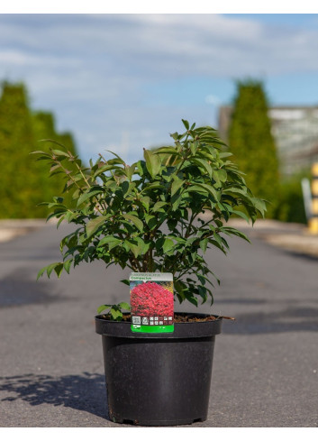 EUONYMUS alatus COMPACTUS En pot de 5-7 litres buisson hauteur 030-040 cm