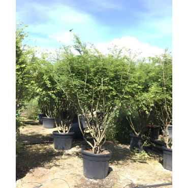 EUONYMUS alatus En pot de 90-110 litres buisson hauteur 175-200 cm
