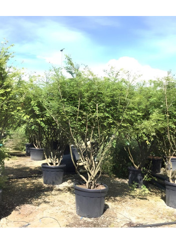 EUONYMUS alatus En pot de 90-110 litres buisson hauteur 175-200 cm