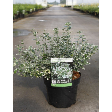 EUONYMUS fortunei EMERALD GAIETY En pot de 4-5 litres buisson hauteur 030-040 cm