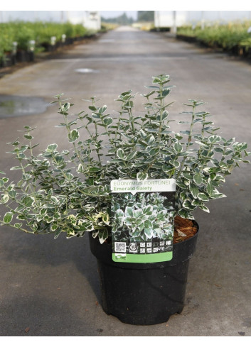 EUONYMUS fortunei EMERALD GAIETY En pot de 4-5 litres buisson hauteur 030-040 cm