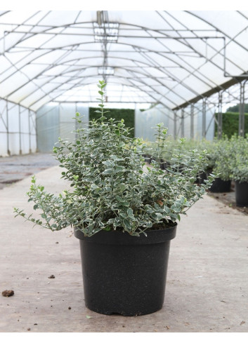 EUONYMUS fortunei EMERALD GAIETY En pot de 10-12 litres buisson hauteur 040-050 cm