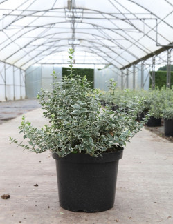 EUONYMUS fortunei EMERALD GAIETY En pot de 10-12 litres buisson hauteur 040-050 cm