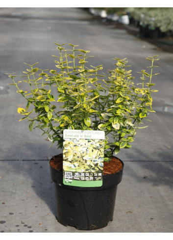 EUONYMUS fortunei EMERALD'N GOLD En pot de 4-5 litres buisson hauteur 030-040 cm