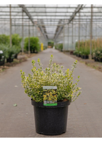 EUONYMUS fortunei EMERALD'N GOLD En pot de 10-12 litres buisson hauteur 040-050 cm