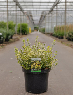 EUONYMUS fortunei EMERALD'N GOLD En pot de 10-12 litres buisson hauteur 040-050 cm