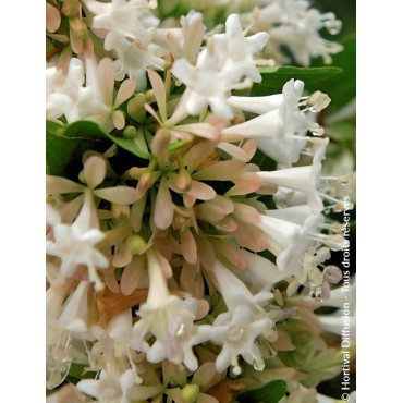 ABELIA chinensis - Abélia de Chine
