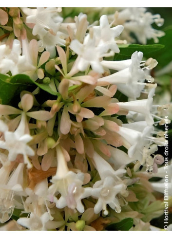 ABELIA chinensis - Abélia de Chine