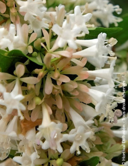 ABELIA chinensis - Abélia de Chine