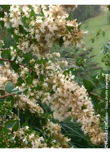 ABELIA chinensis - Abélia de Chine