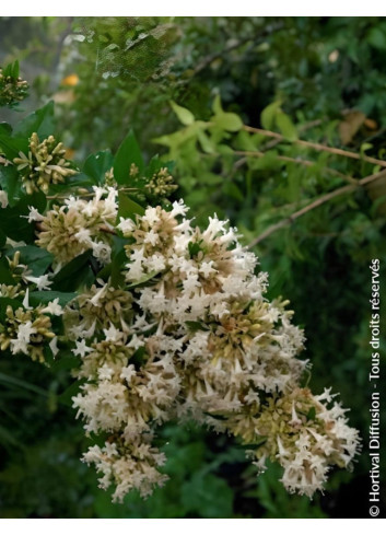 ABELIA chinensis - Abélia de Chine