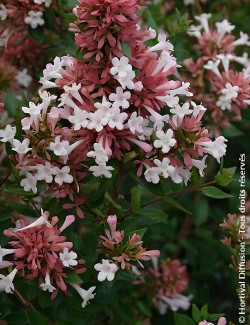 ABELIA AUTUMN FESTIVAL