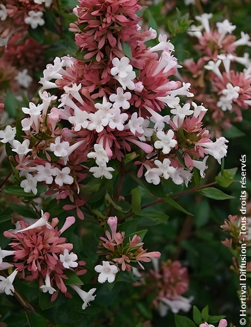 ABELIA AUTUMN FESTIVAL