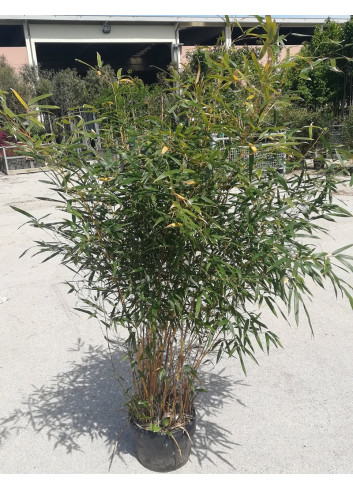 PHYLLOSTACHYS aureosulcata AUREOCAULIS En pot de 10-12 litres hauteur 100-150 cm