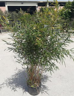 PHYLLOSTACHYS aureosulcata AUREOCAULIS En pot de 10-12 litres hauteur 100-150 cm