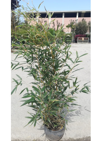 PHYLLOSTACHYS aureosulcata SPECTABILIS En pot de 5-7 litres hauteur 080-100 cm