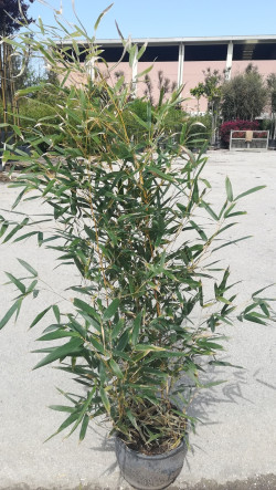 PHYLLOSTACHYS aureosulcata SPECTABILIS En pot de 5-7 litres hauteur 080-100 cm