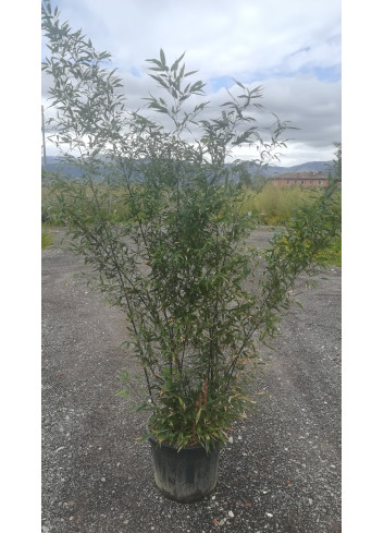 PHYLLOSTACHYS NIGRA En pot de 30-35 litres hauteur 200-250 cm