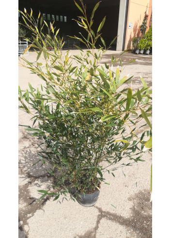 PHYLLOSTACHYS BISSETII En pot de 5-7 litres hauteur 080-100 cm