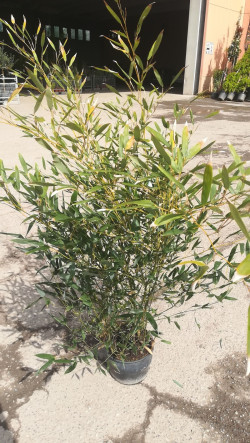 PHYLLOSTACHYS BISSETII En pot de 5-7 litres hauteur 080-100 cm