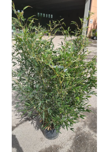 PHYLLOSTACHYS BISSETII En pot de 10-12 litres hauteur 100-150 cm