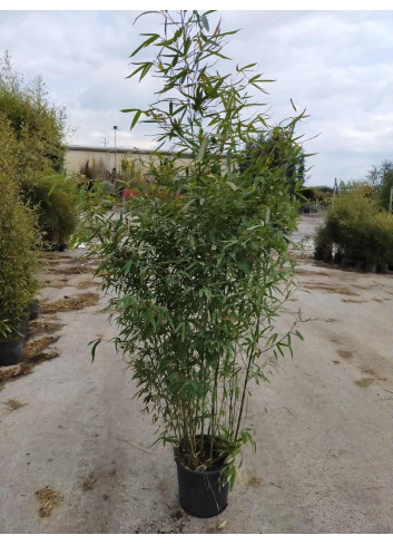 PHYLLOSTACHYS BISSETII En pot de 15-20 litres hauteur 150-200 cm