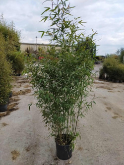 PHYLLOSTACHYS BISSETII En pot de 15-20 litres hauteur 150-200 cm