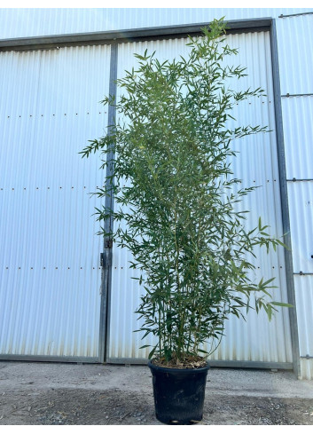PHYLLOSTACHYS BISSETII En pot de 30-35 litres hauteur 250-300 cm