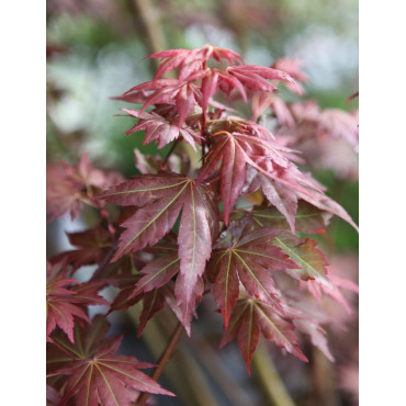 ACER palmatum BROWN SUGAR - Érable du Japon