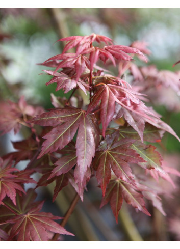 ACER palmatum BROWN SUGAR - Érable du Japon
