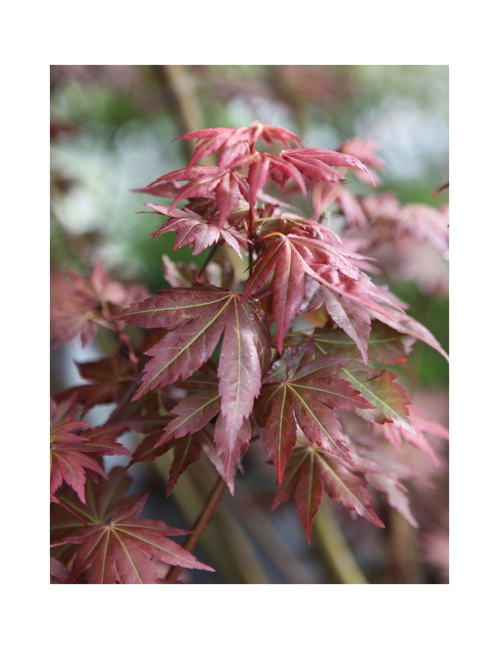 ACER palmatum BROWN SUGAR - Érable du Japon