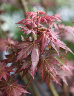 ACER palmatum BROWN SUGAR - Érable du Japon