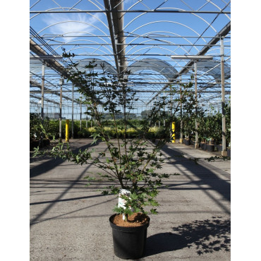 ACER palmatum BROWN SUGAR - Érable du Japon En pot de 10-12 litres buisson hauteur 060-080 cm