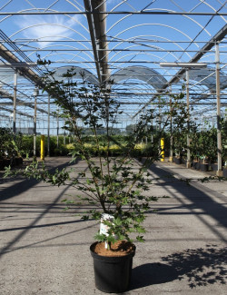 ACER palmatum BROWN SUGAR - Érable du Japon En pot de 10-12 litres buisson hauteur 060-080 cm